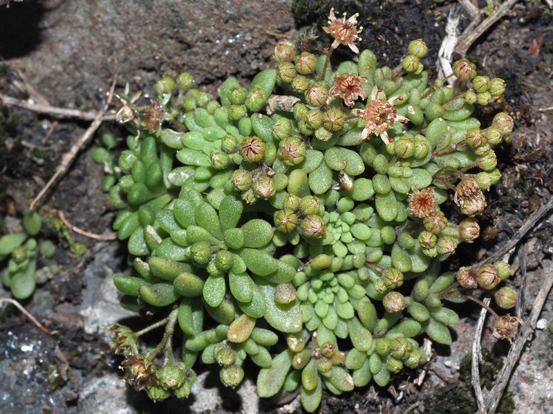 Monanthes brachycaulos photo 2
