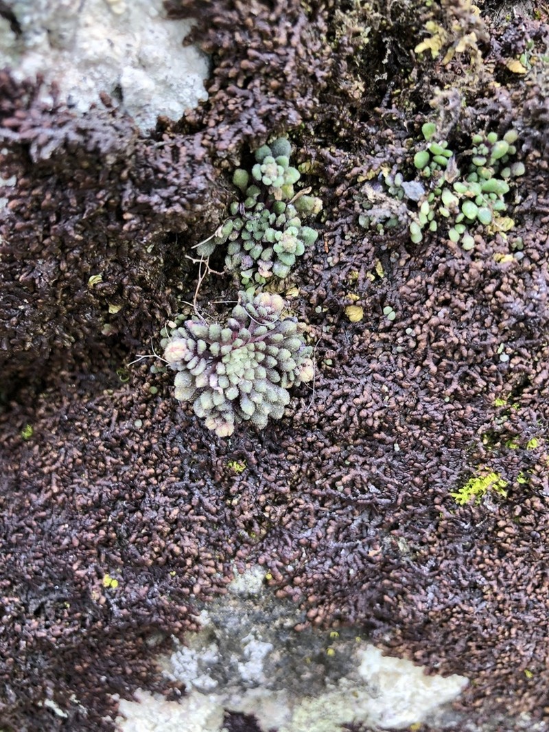 Monanthes brachycaulos photo 3