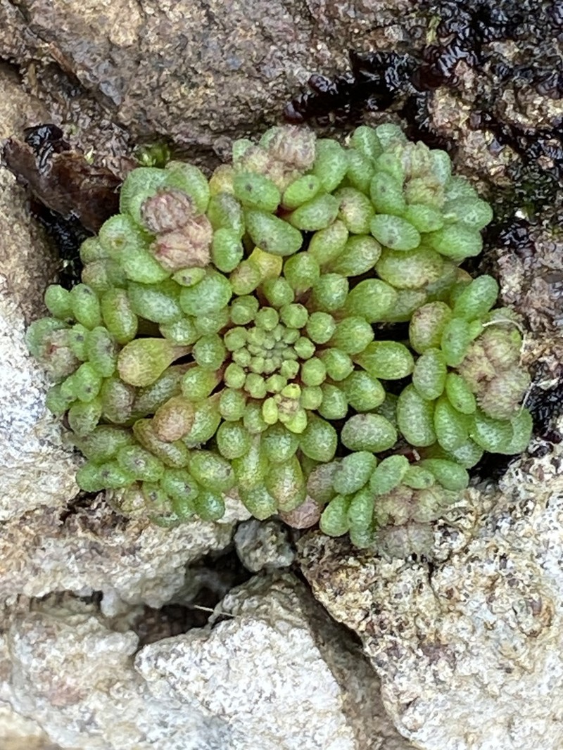 Monanthes brachycaulos photo 4