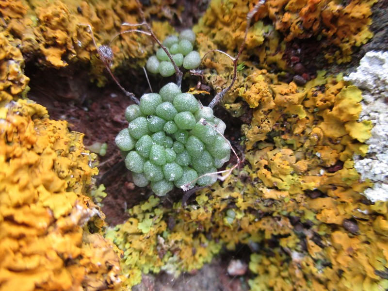 Monanthes brachycaulos photo 5