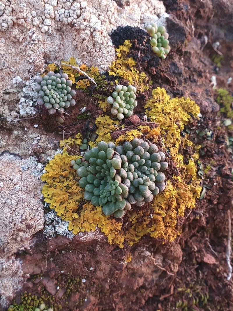 Monanthes brachycaulos photo 6
