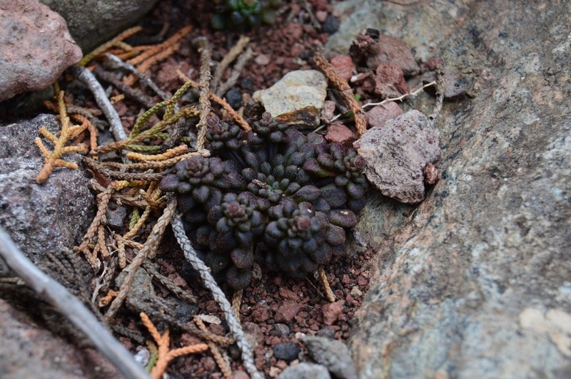 Monanthes brachycaulos photo 7