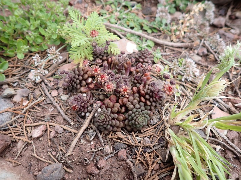 Monanthes brachycaulos photo 8