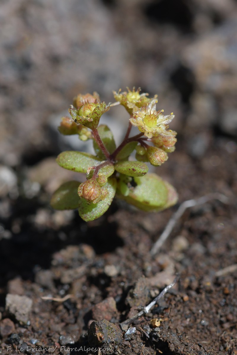 Monanthes icterica