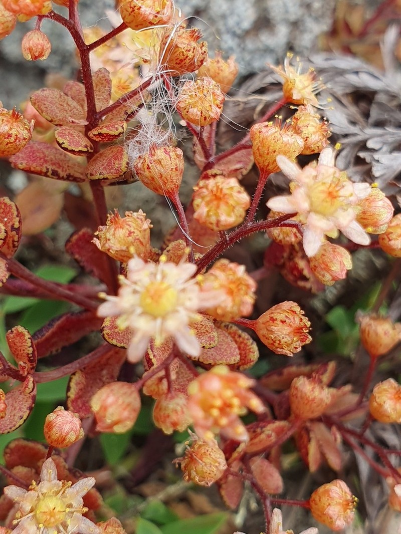 Monanthes icterica photo 2