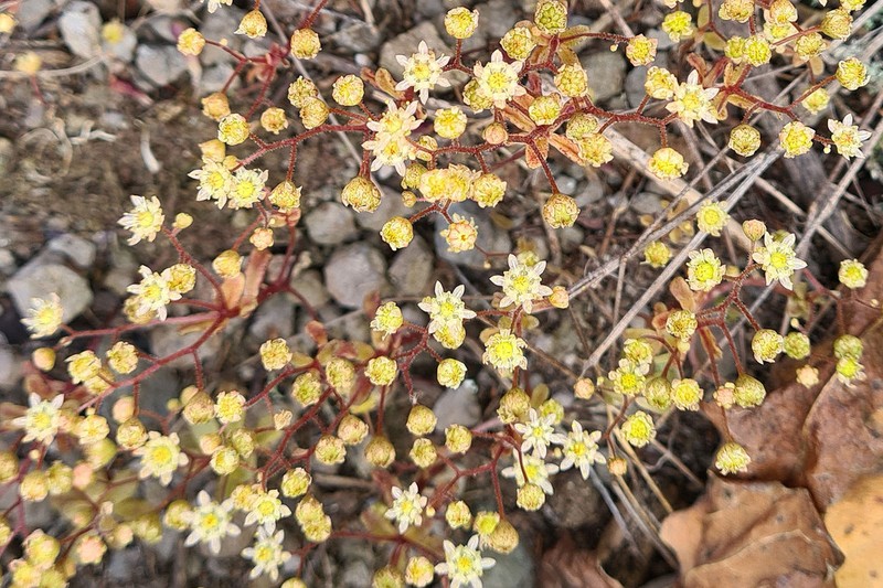 Monanthes icterica photo 3