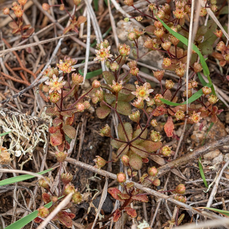 Monanthes icterica photo 4