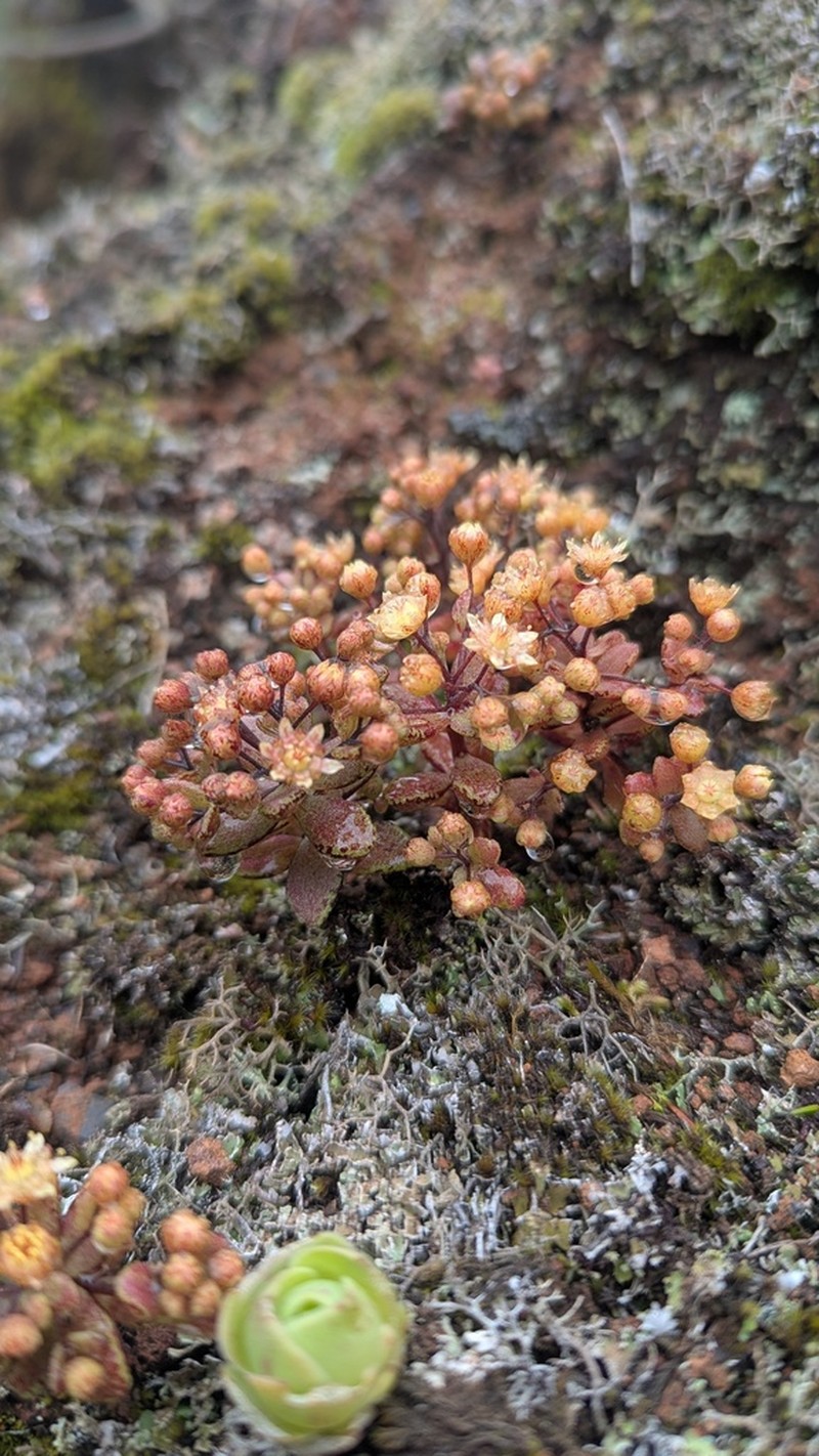 Monanthes icterica photo 5