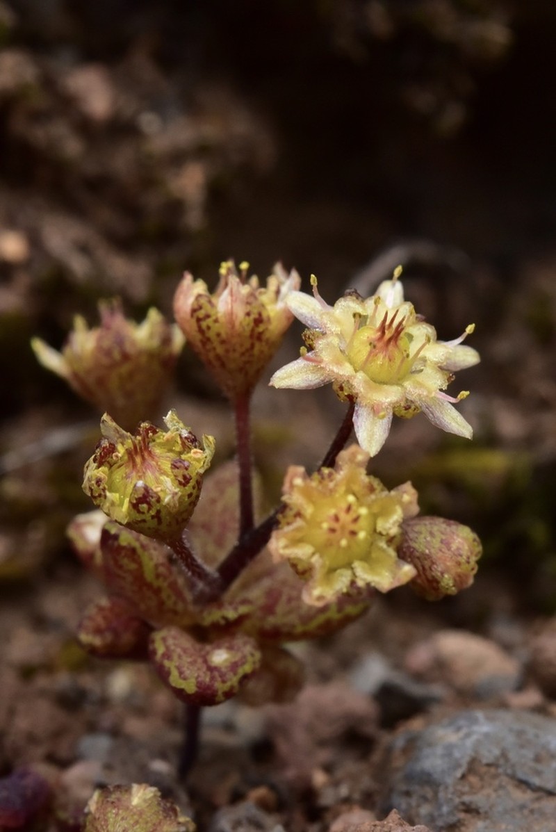 Monanthes icterica photo 6