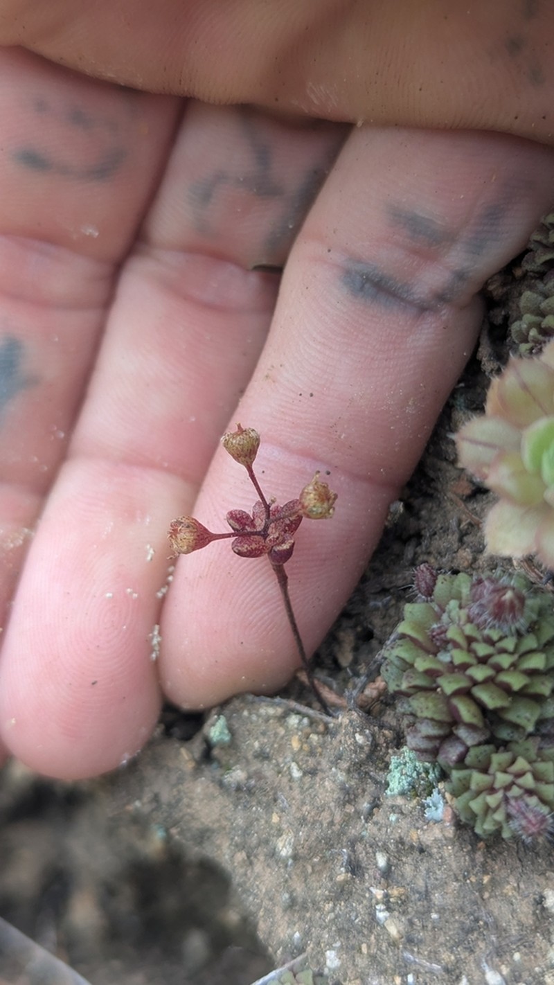 Monanthes icterica photo 7
