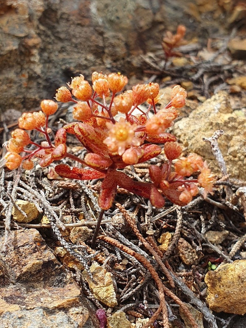 Monanthes icterica photo 8