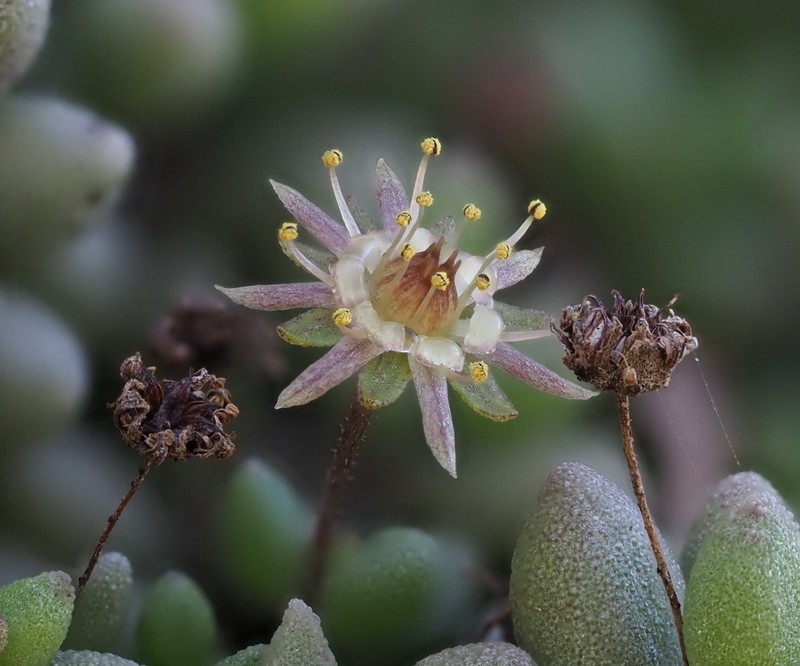 Monanthes laxiflora