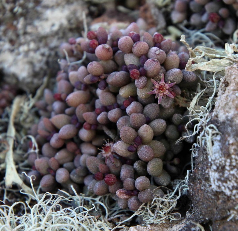 Monanthes laxiflora photo 2