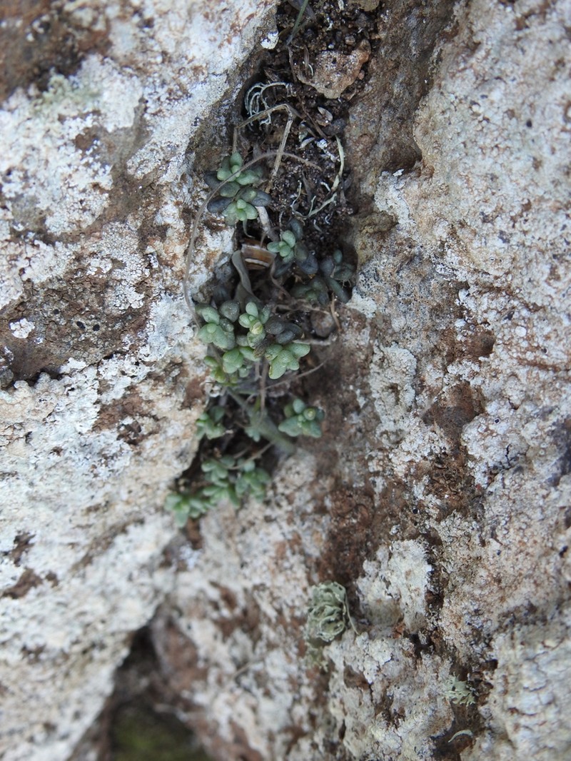 Monanthes laxiflora photo 3