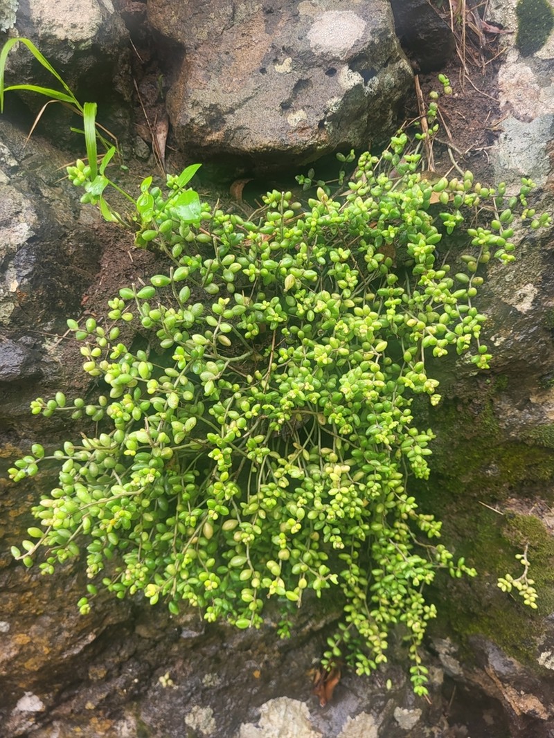 Monanthes laxiflora photo 4