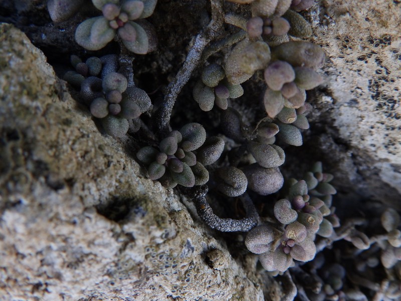 Monanthes laxiflora photo 5