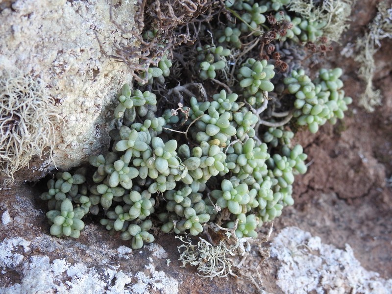 Monanthes laxiflora photo 7