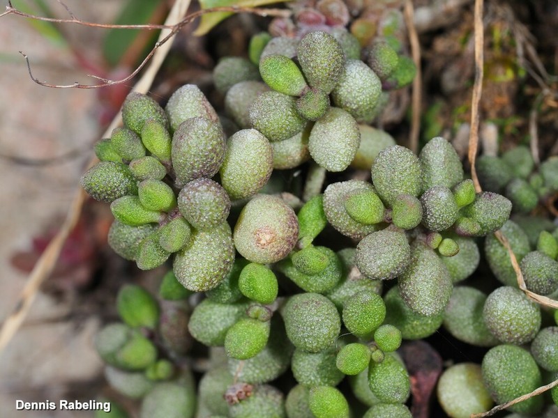 Monanthes laxiflora photo 8