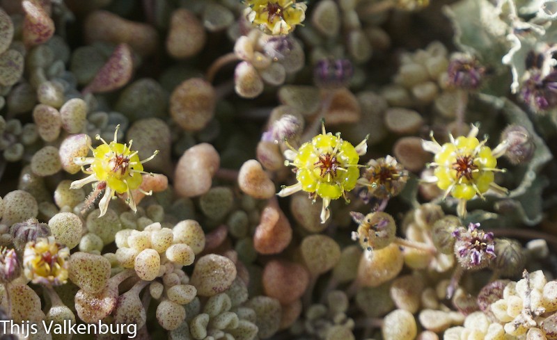 Monanthes lowei
