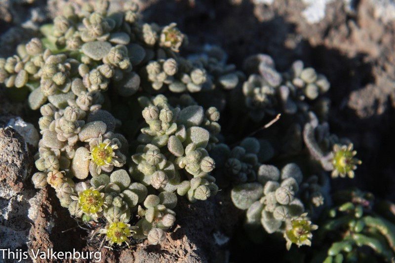 Monanthes lowei photo 2