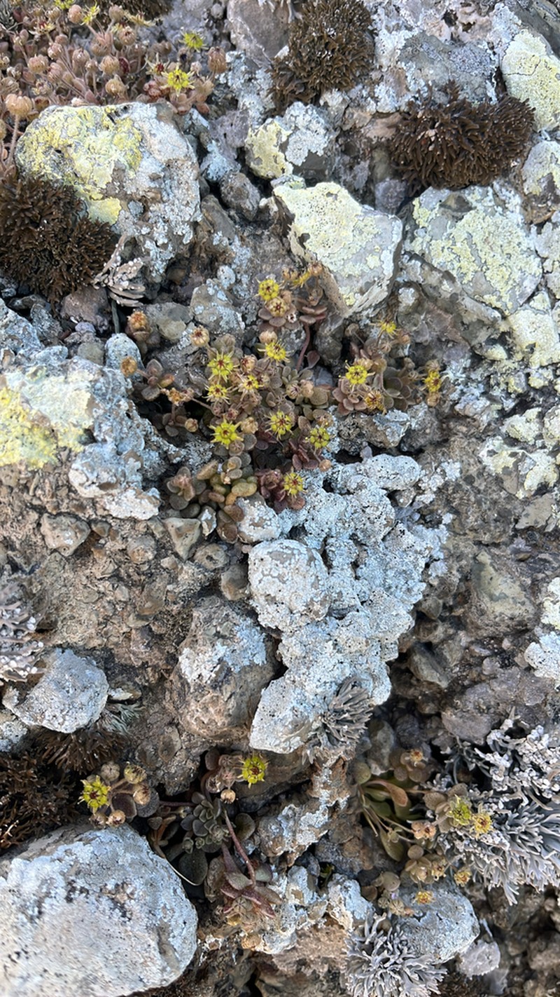Monanthes lowei photo 3