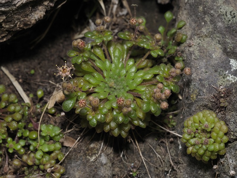 Monanthes minima