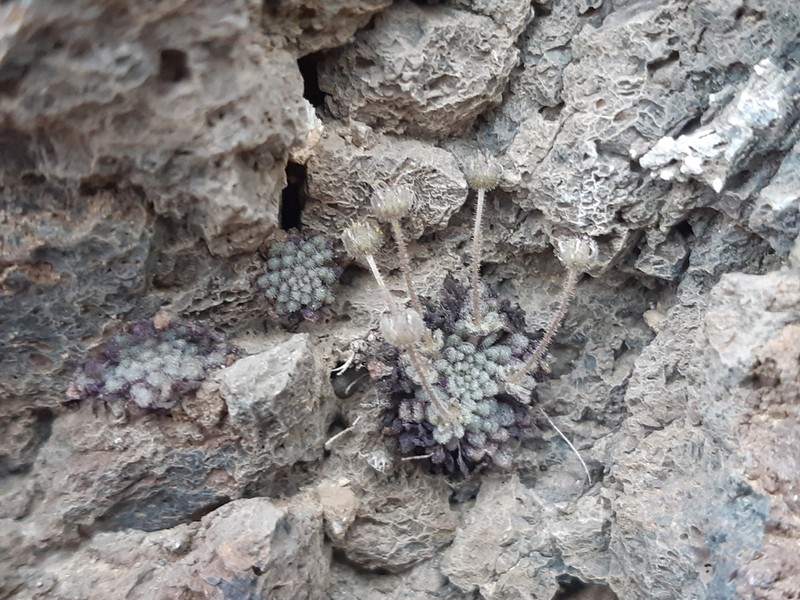Monanthes minima photo 2