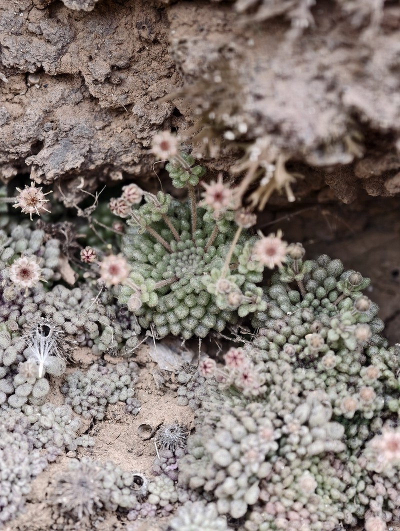 Monanthes minima photo 3