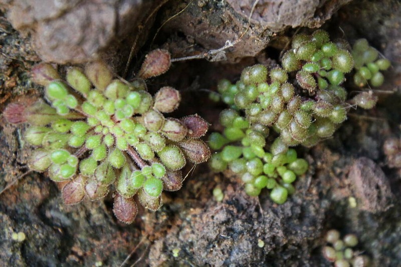 Monanthes minima photo 5