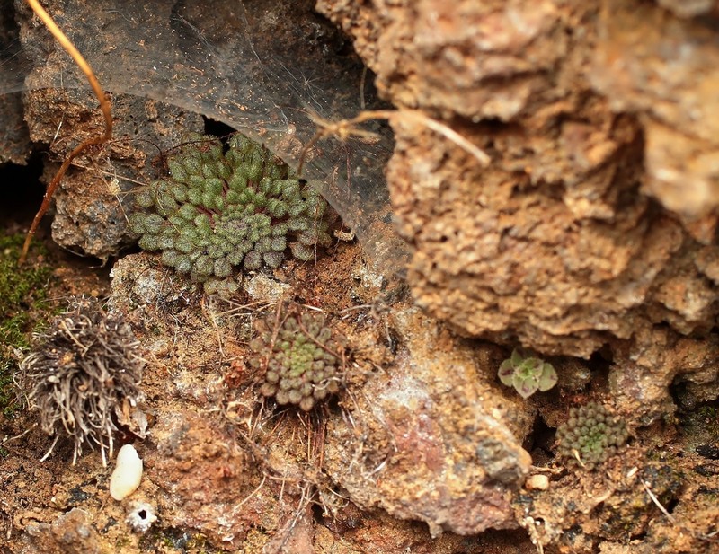 Monanthes minima photo 6