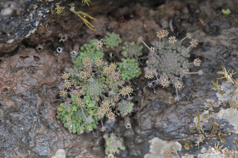 Monanthes minima photo 7