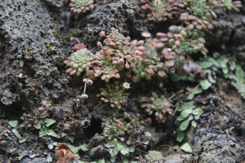 Monanthes minima photo 8