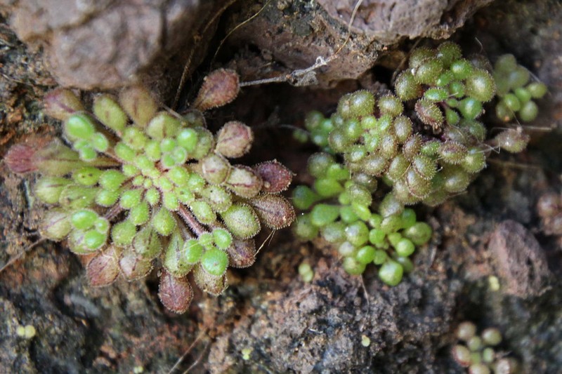 Monanthes minima subsp. minima