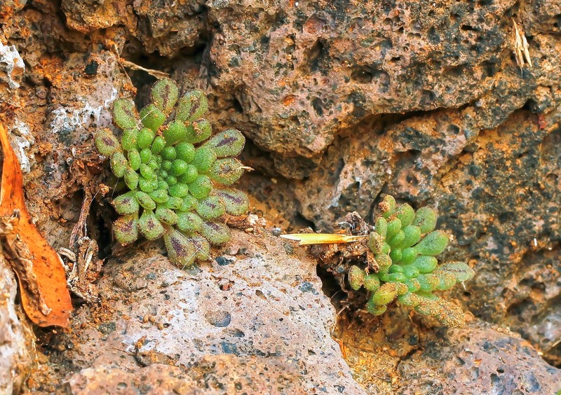 Monanthes minima subsp. minima photo 2