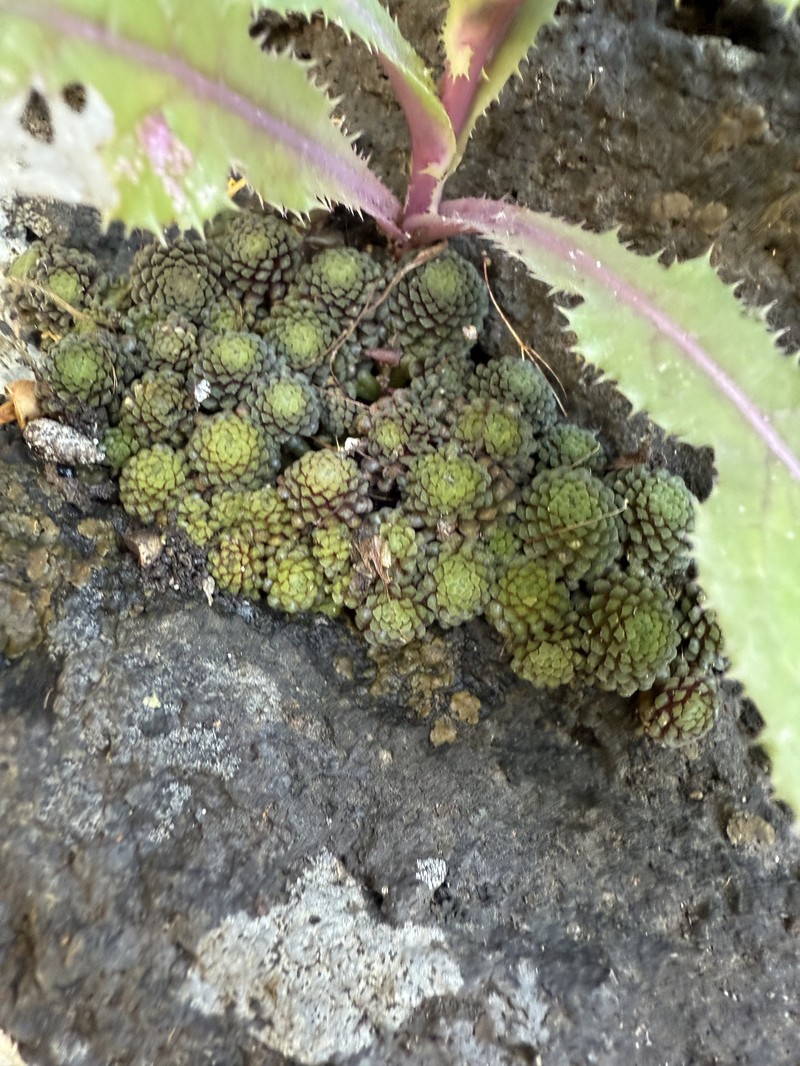Monanthes polyphylla subsp. polyphylla