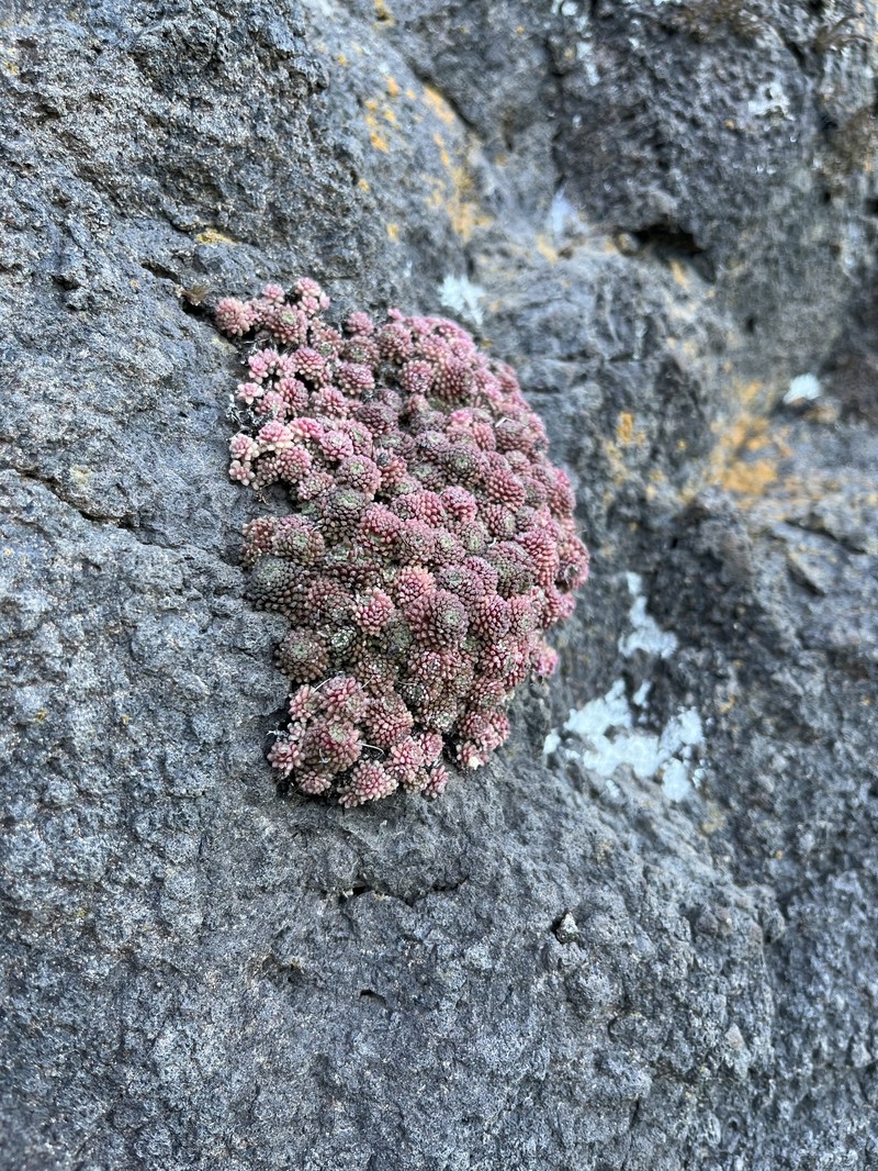 Monanthes polyphylla subsp. polyphylla photo 2