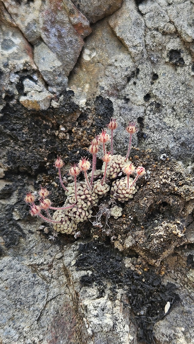 Monanthes polyphylla subsp. polyphylla photo 3