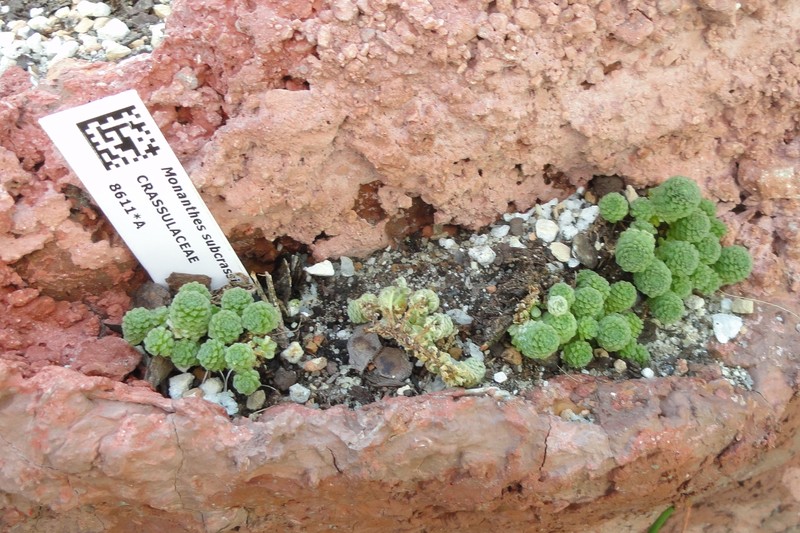 Monanthes subcrassicaulis