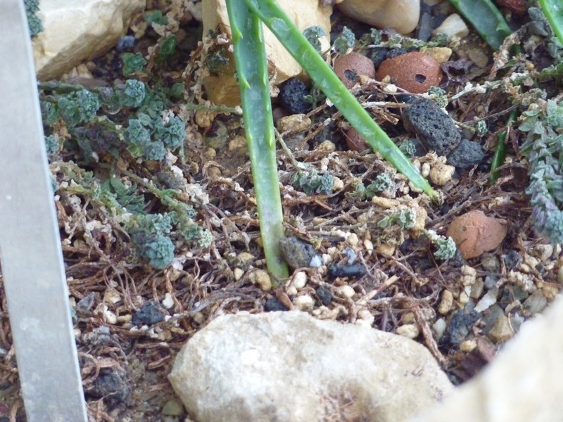 Monanthes subcrassicaulis photo 2