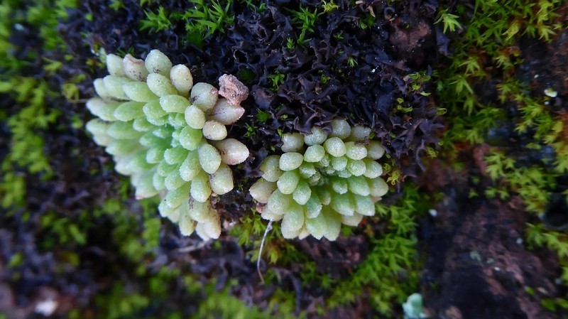 Monanthes wildpretii