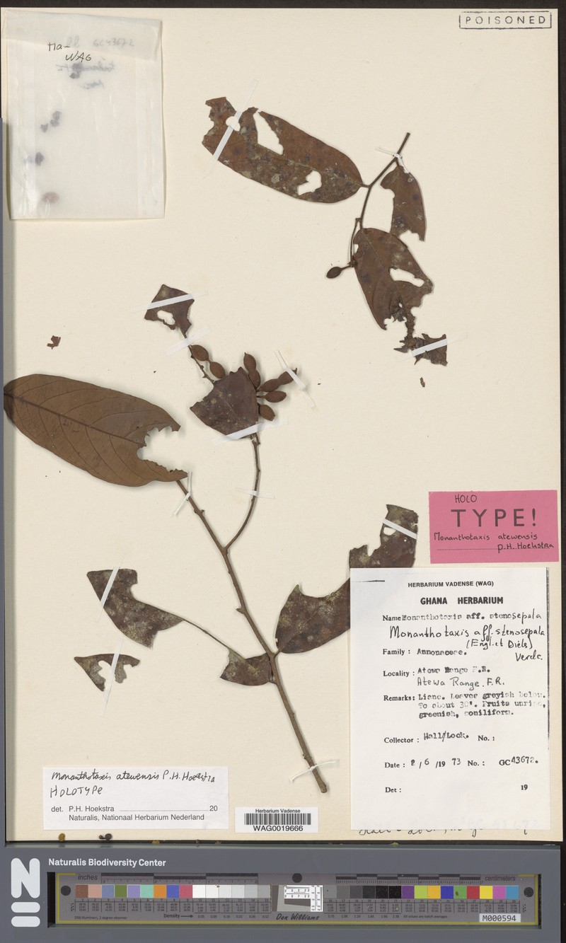 Monanthotaxis atewensis
