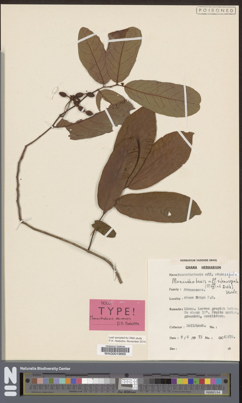 Monanthotaxis atewensis photo 2