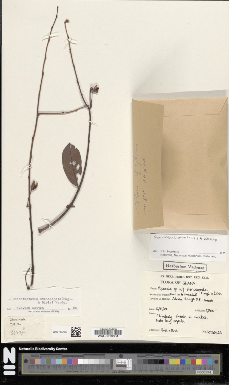 Monanthotaxis atewensis photo 3