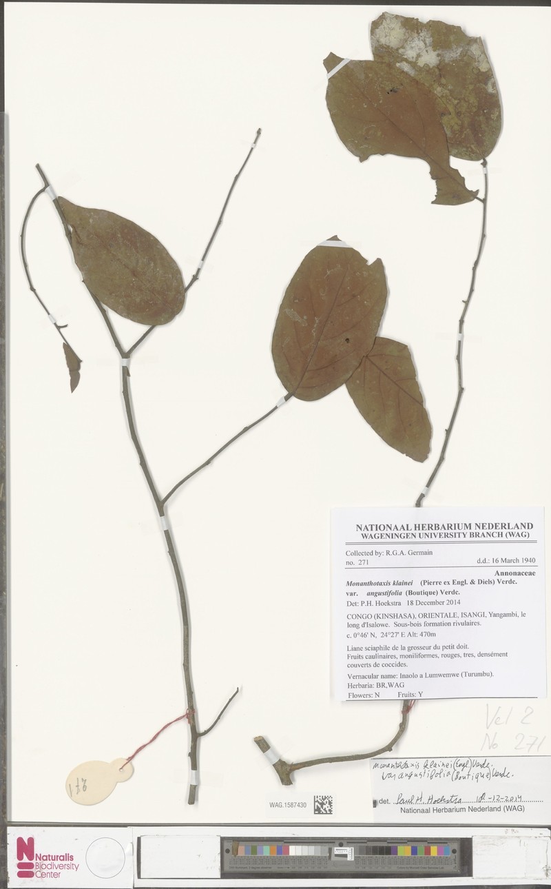 Monanthotaxis atopostema