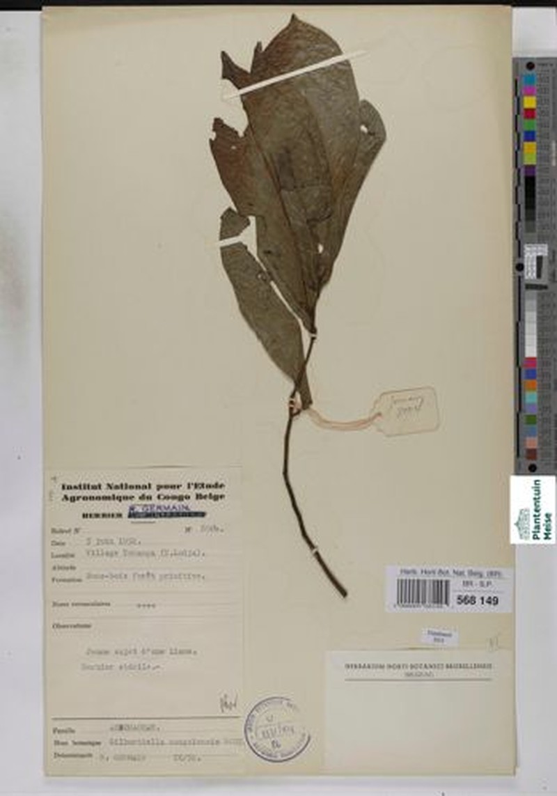 Monanthotaxis congolana