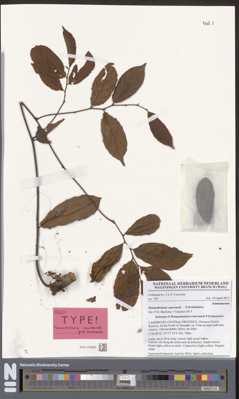 Monanthotaxis couvreurii