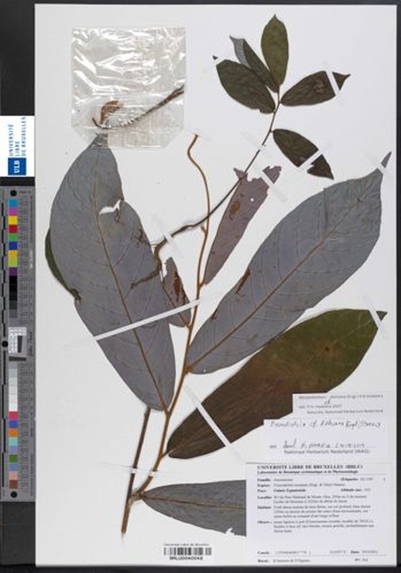 Monanthotaxis dielsiana