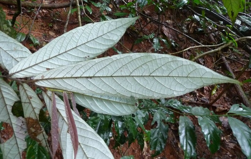 Monanthotaxis enghiana