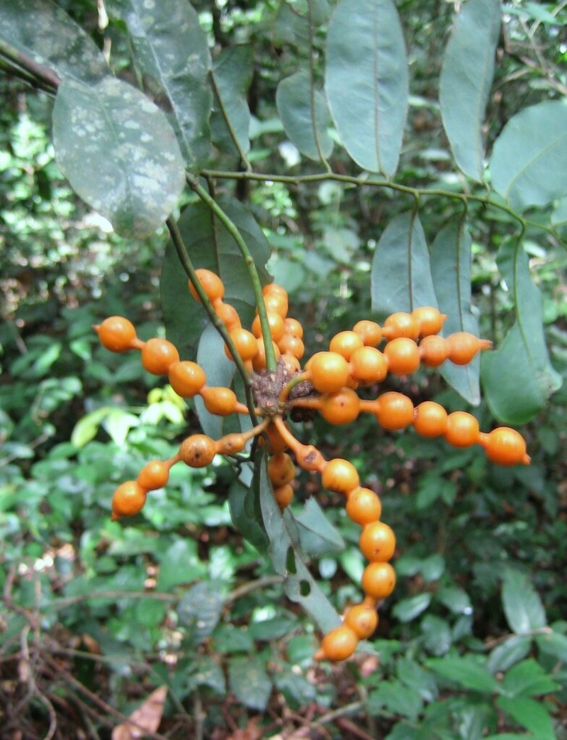 Monanthotaxis glabra