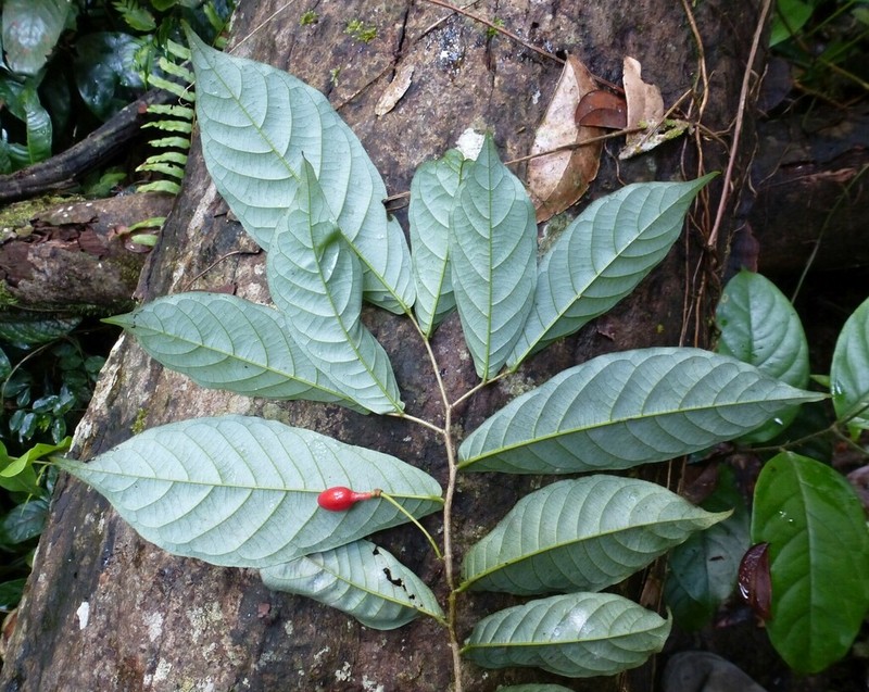 Monanthotaxis gracilis